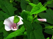 清新的牵牛花图片大全