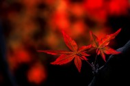 如花的红色枫叶图片大全