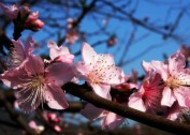 春天鲜艳的梅花图片大全