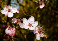 春天鲜艳的梅花图片大全