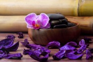 各种颜色的蝴蝶兰图片大全
