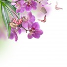 各种颜色的蝴蝶兰图片大全