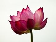 娇艳荷花图片大全