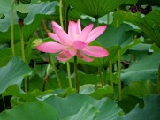 娇艳荷花图片大全