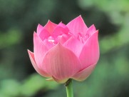 娇艳荷花图片大全