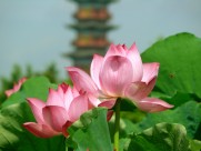 娇艳荷花图片大全