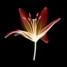 X射线下的植物图片