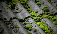瓦上的苔藓图片