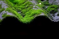 瓦上的苔藓图片