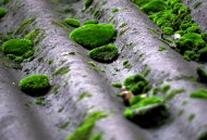 瓦上的苔藓图片