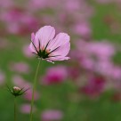 粉色波斯菊图片