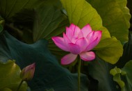 荷花图片大全