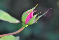 娇艳月季花图片大全