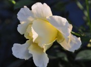 娇艳月季花图片大全