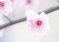 淡粉色梅花图片