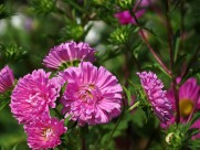 各种颜色的翠菊图片大全