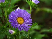 各种颜色的翠菊图片大全