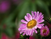 各种颜色的翠菊图片大全