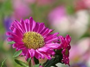 各种颜色的翠菊图片大全