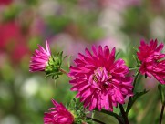 各种颜色的翠菊图片大全