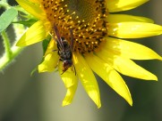 金黄色的向日葵图片大全