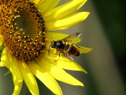 金黄色的向日葵图片大全