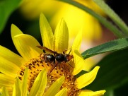 金黄色的向日葵图片大全