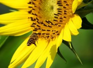 金黄色的向日葵图片大全