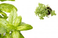 绿色的薄荷图片