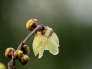 黄色的腊梅花图片大全