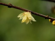 黄色的腊梅花图片大全