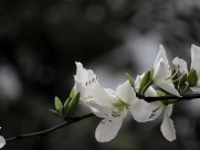 唯美白色紫荆花图片大全