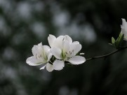 唯美白色紫荆花图片大全