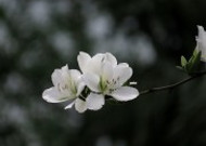 唯美白色紫荆花图片大全
