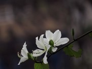 唯美白色紫荆花图片大全