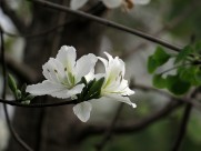 唯美白色紫荆花图片大全