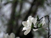 唯美白色紫荆花图片大全