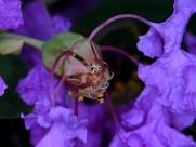 紫薇花蕊微距图片