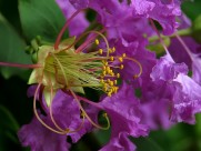 紫薇花蕊微距图片