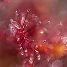 食虫的茅膏菜图片