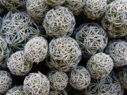 生命力顽强的仙人掌图片