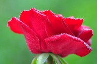 红玫瑰图片