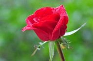 红玫瑰图片