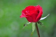 红玫瑰图片