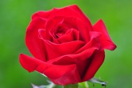 红玫瑰图片