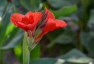 美人蕉图片大全