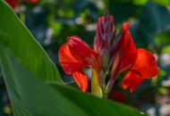 美人蕉图片大全