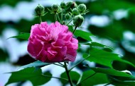 芙蓉花图片