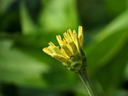 百日草图片大全