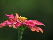 百日草图片大全